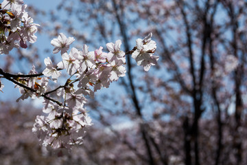 満開のサクの花