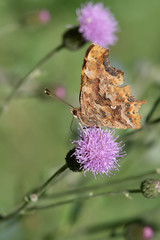 butterfly on flower