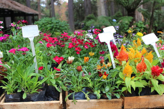 Imagem de natureza e animais (&aacute;rvores, cascatas, caminhos, parques)