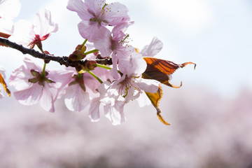 満開のサクラの花