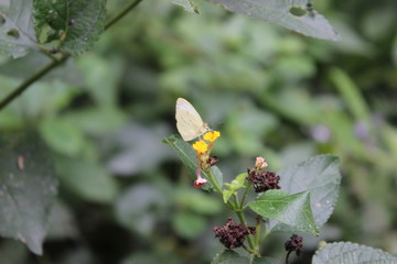 Foto de natureza - arvores, flores, cascatas, cachoeiras, caminhos
