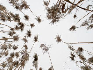 the beginning of spring. tall swamp grass in the wind.