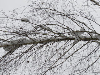 Winter. Bryansk forest. (The Vast Russia! Sergey, Bryansk.)