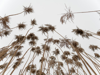 the beginning of spring. tall swamp grass in the wind.