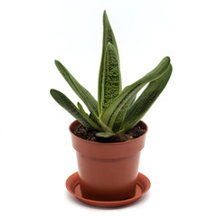 succulent gasteria in a pot isolated on white background.