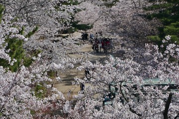 《弘前の桜》青森県弘前市