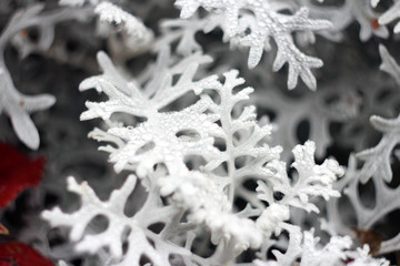White garden plant with dew drops