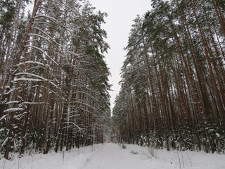 Winter. Bryansk forest. (The Vast Russia! Sergey, Bryansk.)