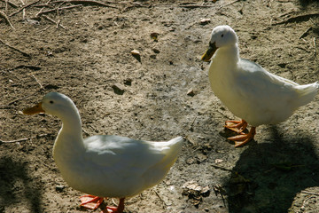 Aranda de Duero. City of Burgos. Spain