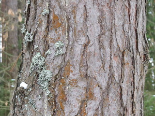 Winter. Bryansk forest. (The Vast Russia! Sergey, Bryansk.)