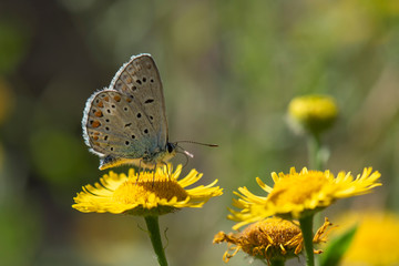 butterfly on flower