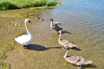 Swans ashore 