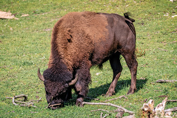 bison in a  national park © Bjarne