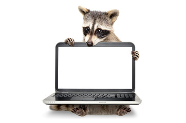 Portrait of a  cute raccoon sitting with laptop isolated on white background