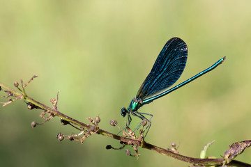 dragonfly on a branch
