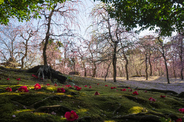 しだれ梅 椿 城南宮　Jonangu  Weeping plum　camellia