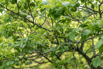 Japanese apricot fruit, Young fruits of Ume, on the branch