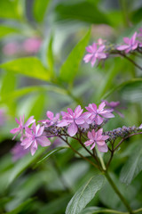 Pink lacecap hydrangeas flower, Closeup