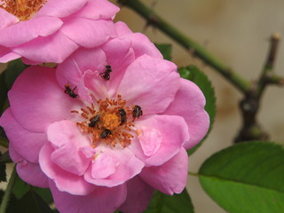 honey bee on Pink rose