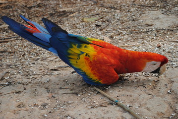 Arara-vermelha 02
