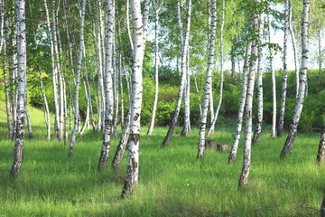 Naklejka premium Beautiful birch trees with white birch bark in birch grove with green birch leaves