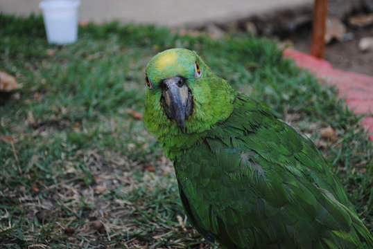 Papagaio
