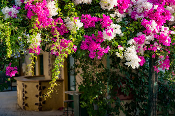 Branches of beautiful pink and white bougainvillea flowers in a mediterranean environment