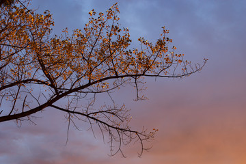 Background with tree branches and autumn leaves against the evening sky