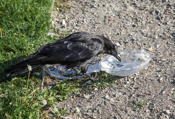 Crow pulls food out of plastic container
