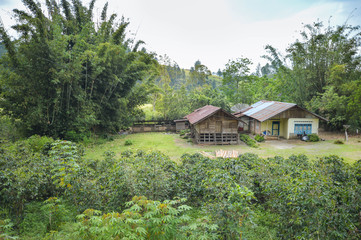 Obraz premium Beautiful landscape with coffee plantations in the highlands of Samosir Island in North Sumatra, Indonesia