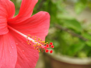 Close uo of Hibiscus flower with Stamen, Stigma etc