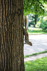 Squirrel in Central Park, New York City, USA