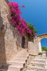 Pink blooming bougainvilleas bush on an old Mediterranean city wall, with ancient stairs and arches, against a vibrant blue sky