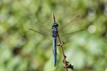 dragonfly on leaf
