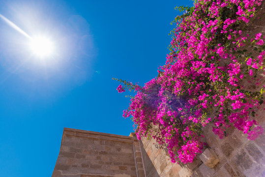 Pink blooming bougainvilleas bush on an old Mediterranean city wall, with ancient stairs and arches, against a vibrant blue sky and strong sun with flares