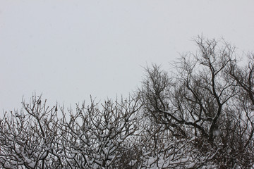 Winter trees covered in snow with no leaves in park on empty sky background. Outdoor nature scene on misty day, city landscape with bare trees and foggy blank sky copy space 