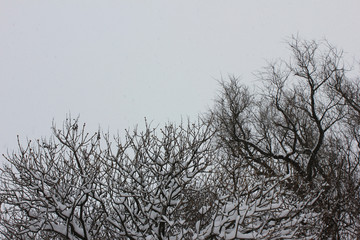 Winter trees covered in snow with no leaves in park on empty sky background. Outdoor nature scene on misty day, city landscape with bare trees and foggy blank sky copy space 