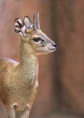 Klipspringer (small antelope) portrait © gnagel