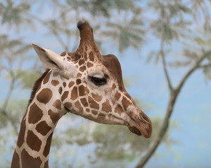 Closeup profile of the head of a giraffe against sky