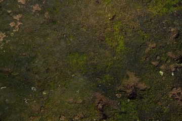 Obraz na płótnie Canvas moss background