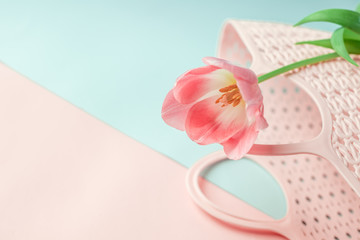  Beautiful pink tulip, on a colored background, with a pink bag, decoration in daylight