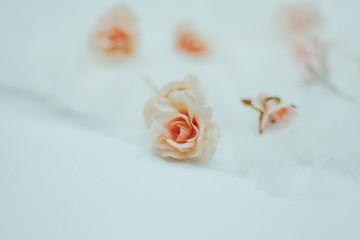 roses on a white background