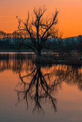 Sunrise behind the tree