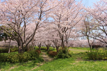 桜並木