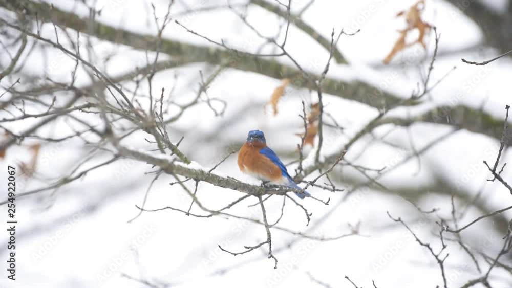 Wall mural Blue bluebird two birds perched on oak tree during winter snow in Virginia with vibrant color in slow motion