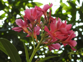 Pink Oleander flowers
