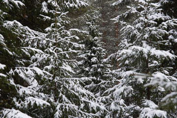 Melting of the snow in forest