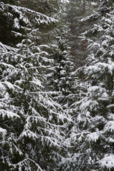 Melting of the snow in forest
