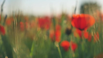 Flying above the field of poppies flowers. Nature.