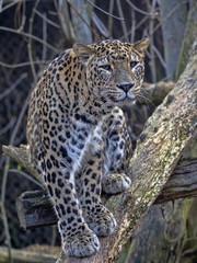 Persian Leopard male, Panthera pardus saxicolor, sitting on a branch